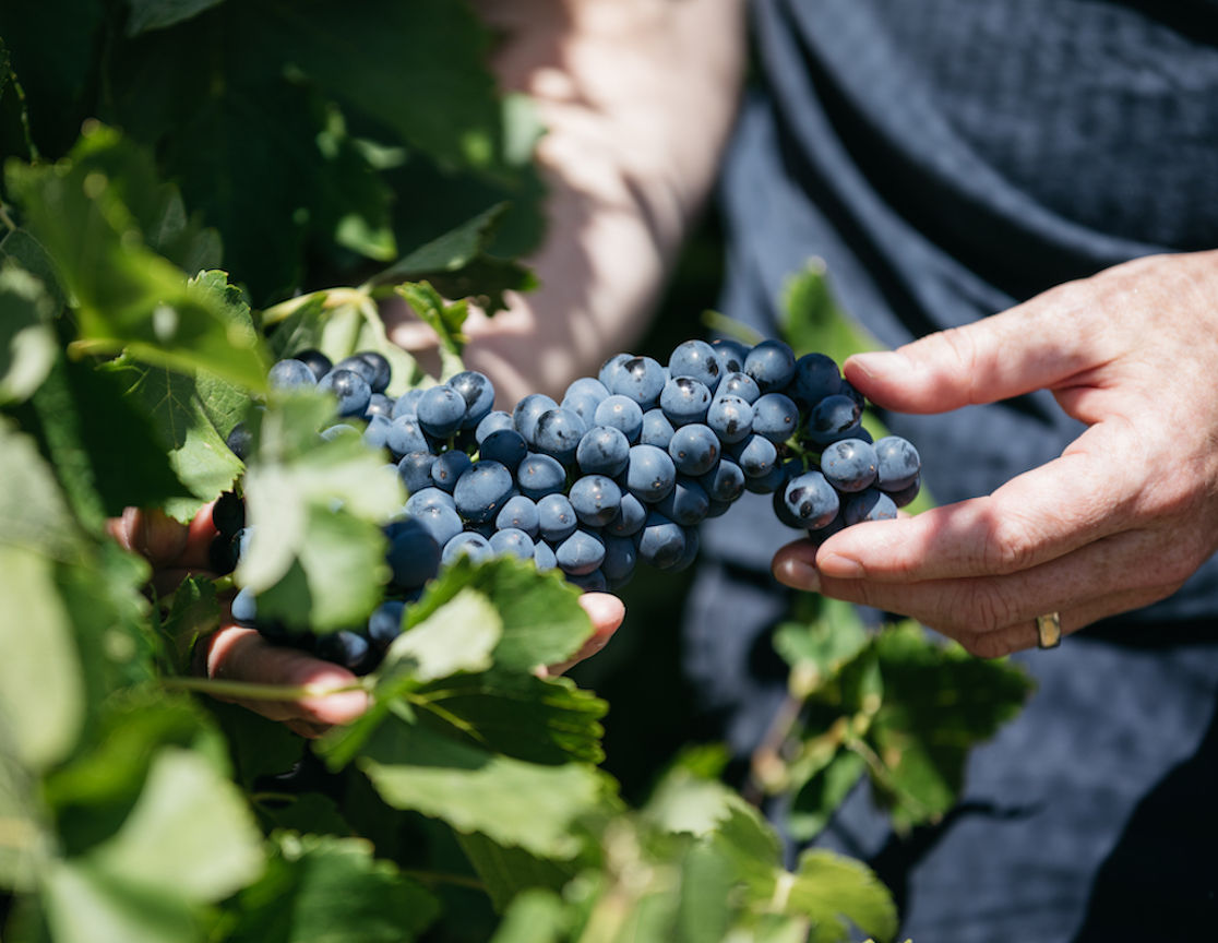 Bloody Shiraz Gin | Rare Dry Gin Steeped with Shiraz Grapes