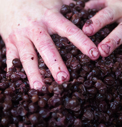 Bloody Shiraz Gin | Rare Dry Gin Steeped with Shiraz Grapes